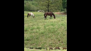 Peaceful Easter morning watching the horses