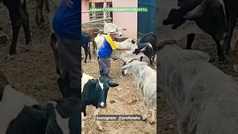 Matuto no meio do rebanho, junto com os bois.