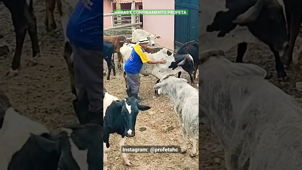 Matuto no meio do rebanho, junto com os bois.