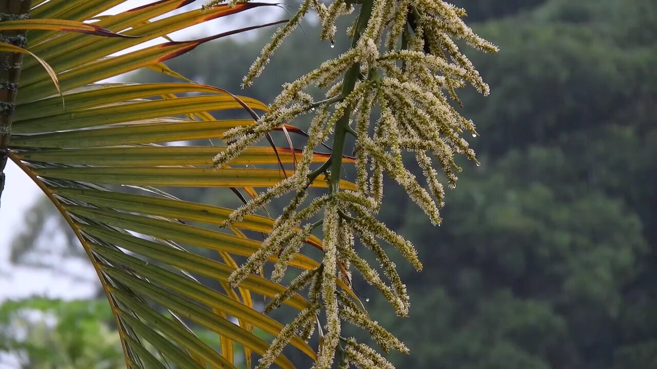 Beautyfull Nature rain sonds feel th sounds & relaxation #rain #raintoslerp #asmr #sleep #relaxing