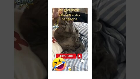 😁😆🤣😀#loveanimals #animals #shortsvideo #foryou #funny #cuteanimals #trending #shortsyoutube #shorts