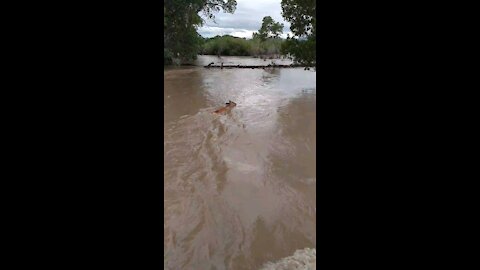 Deer trying to swim