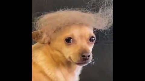 Dog similar to Donald Trump 😂