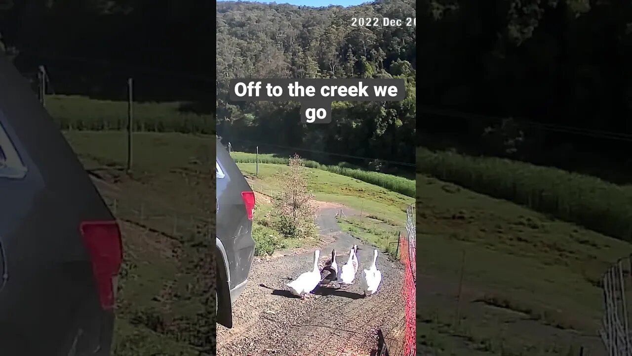 Geese toddle off to the creek