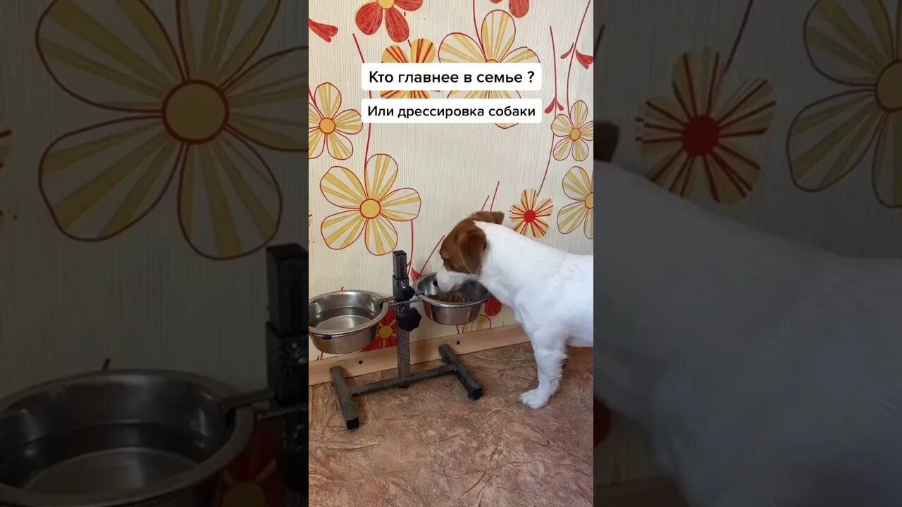 #shorts Прикольные собаки из Тик Тока 10