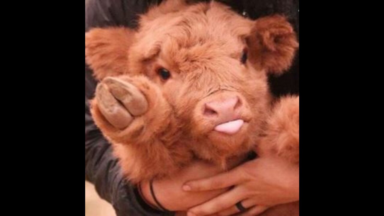 Baby cow love playing on the field