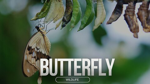 Butterfly Video That Will Make You Believe in Magic ll Epic Fail ll