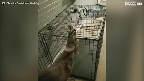 Questo cagnolino ama complicarsi la vita