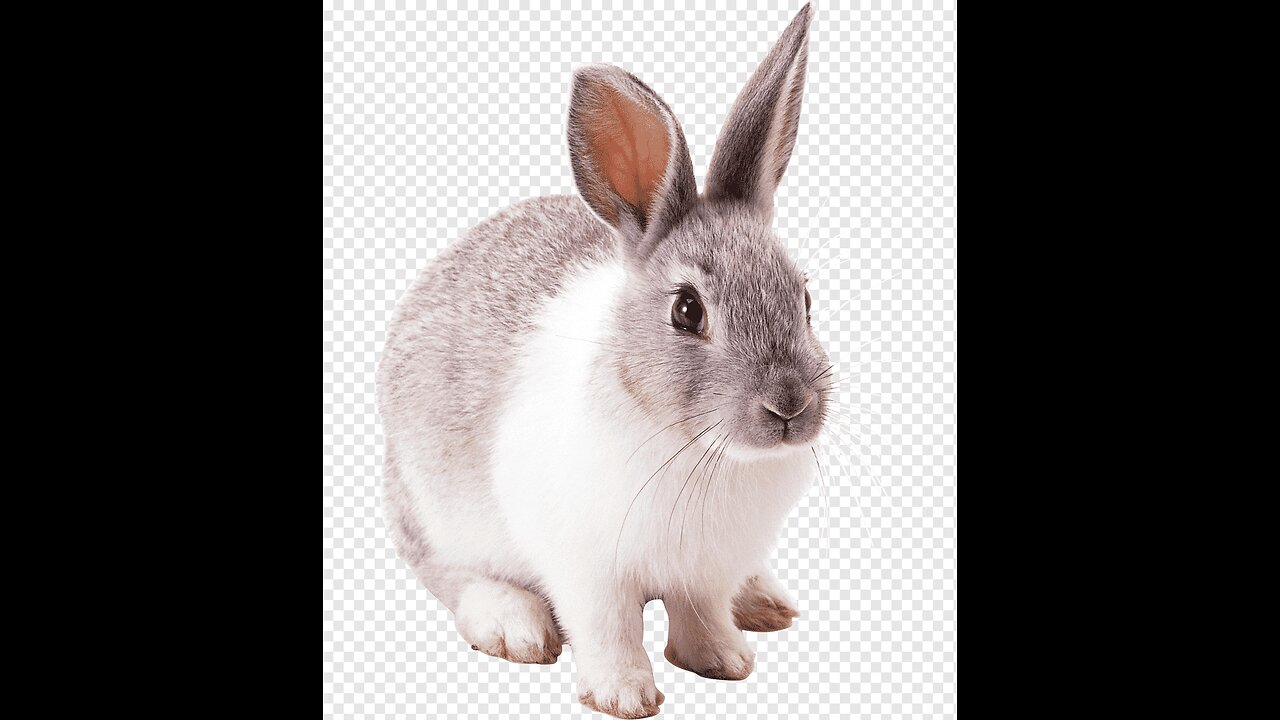 HoppyBunnies #BunnyLove #RabbitLife #FluffyFriends