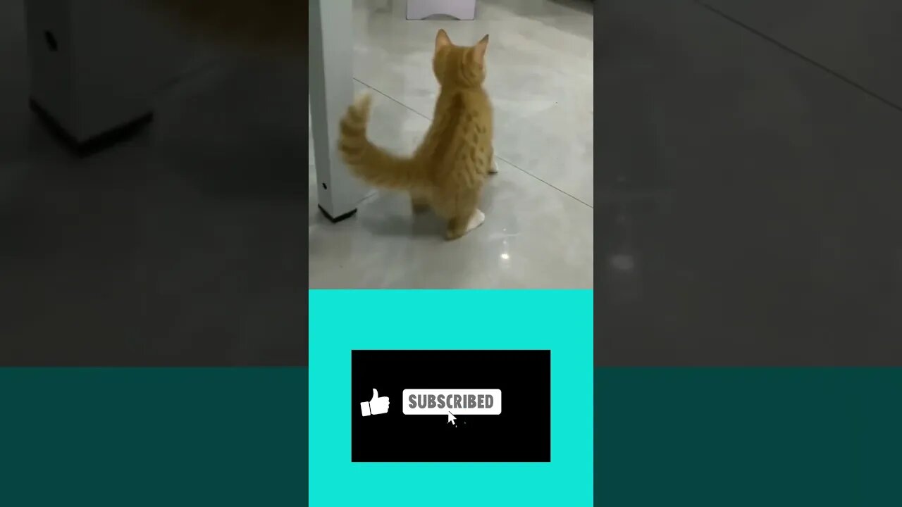 Jackson the kitten