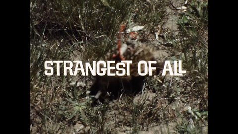 Mutual of Omaha's Wild Kingdom - "Strangest Of All"