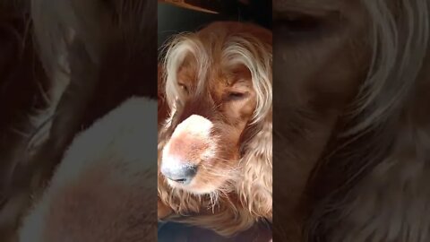 golden dog , shorts
