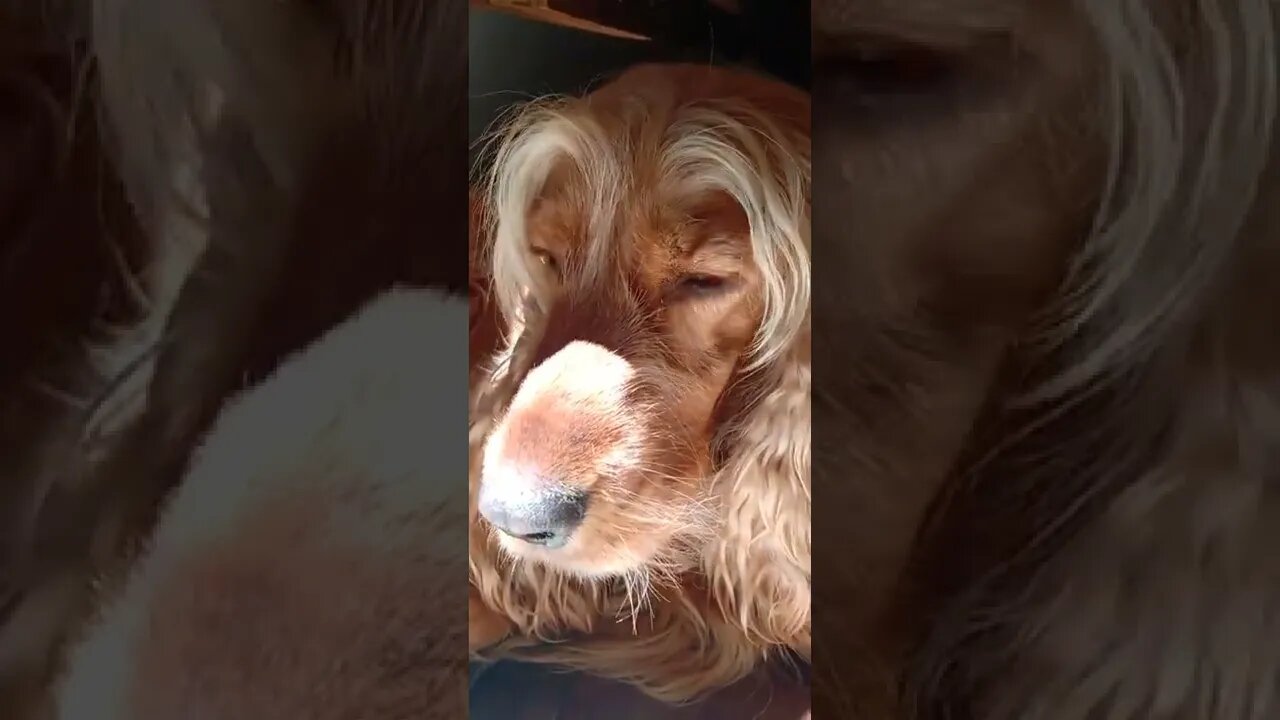golden dog , shorts