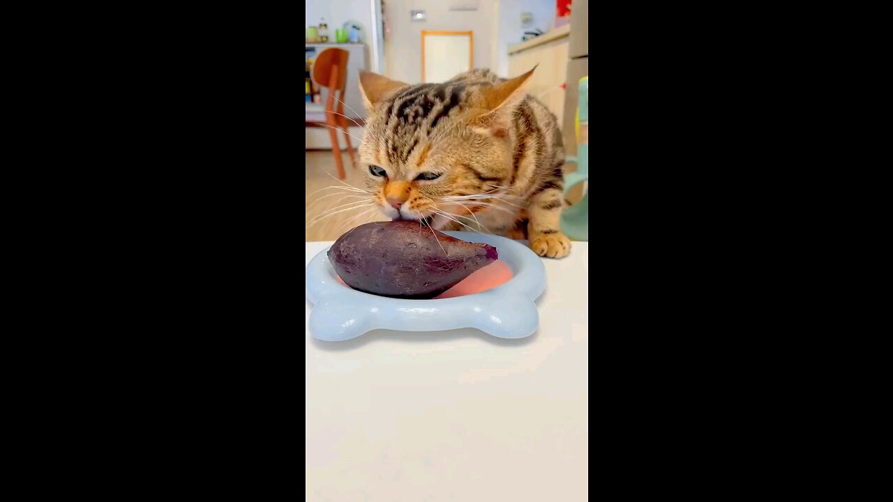 Rush for dinner,meow #fpy #foryou #foryoupage #funny #funnyvideos