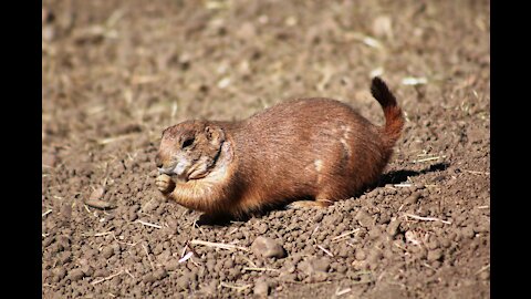 Cute Prairie dogs PLAYING