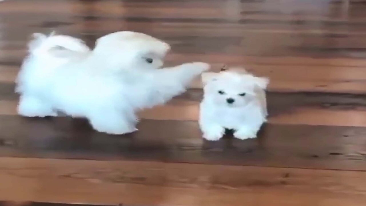 White little puppy and its friend