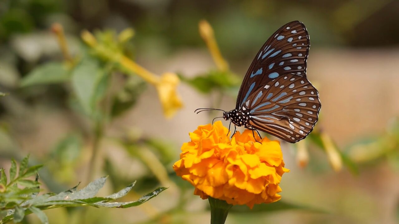 Beautiful butterfly seeking honey | How to collect honey