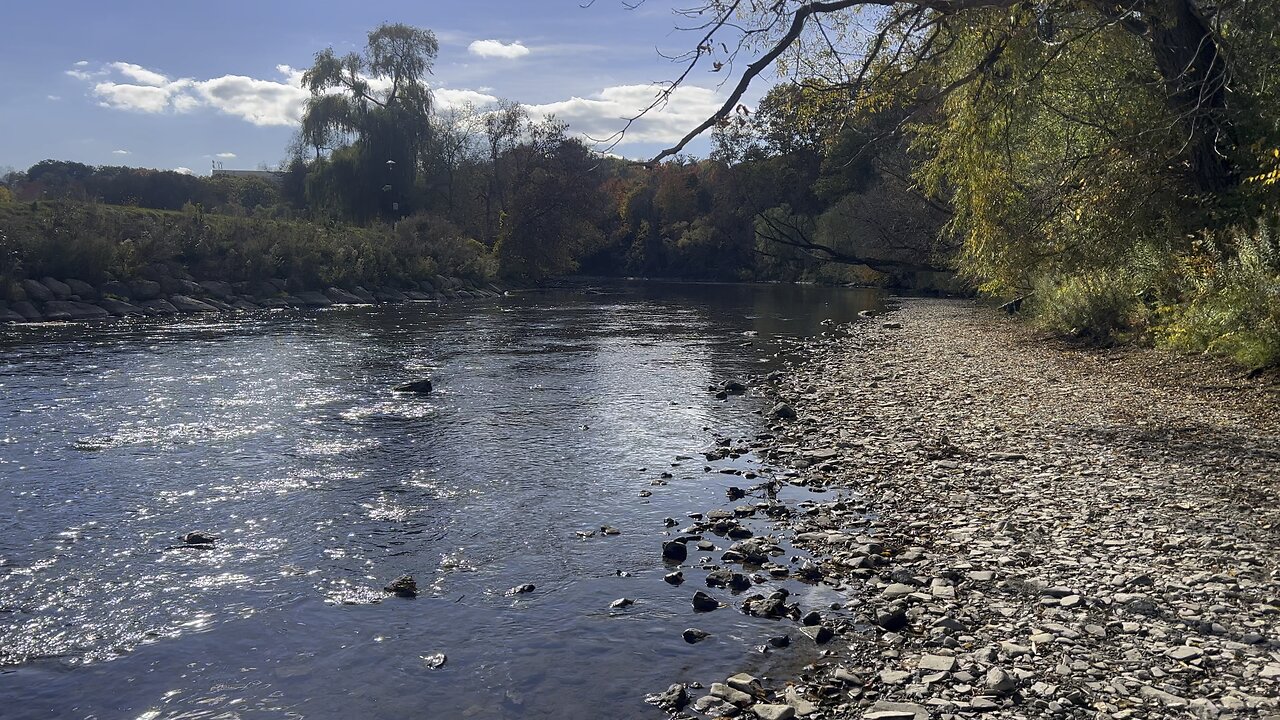 Humber River October low flow Salmon Spawning