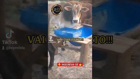 boiada mais nova #shorts #roça #fazenda #agro #boi #gado #boi #angus #nelore #criação #sitio
