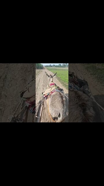 #trendingstatus #shortsyoutube #punjabisong #trendingreels #statusediting #punjabisadsong #youtube