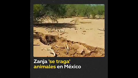 Zanja que apareció en Sonora, México, ‘se traga’ hasta animales