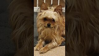 Yorkshire Terrier Just Looking Beautiful 🐶