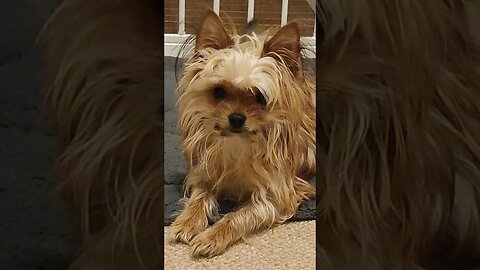 Yorkshire Terrier Just Looking Beautiful 🐶