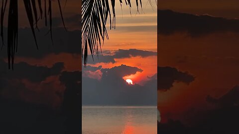 Relaxing nature sounds #shorts #nature #forest #relaxingmusic