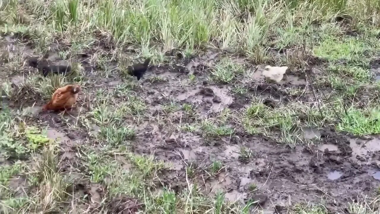 Adventurous chicks and duck 8 weeks old