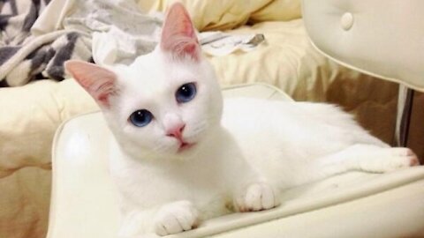 FUNNIEST and CUTEST CAT VİDEOS 😸 2021 - Don't try to hold back Laughter