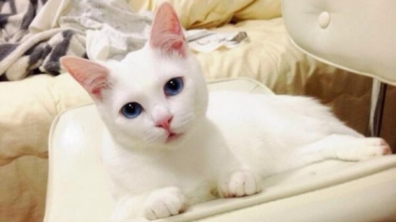 FUNNIEST and CUTEST CAT VİDEOS 😸 2021 - Don't try to hold back Laughter