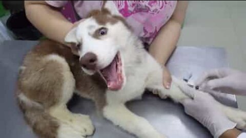 Cane terrorizzato dal veterinario!