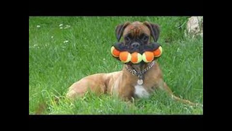 Funny Tik Toks of Pets Doing Funny Things