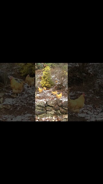 Do chickens need supplemental heat?