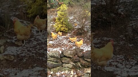 Do chickens need supplemental heat?