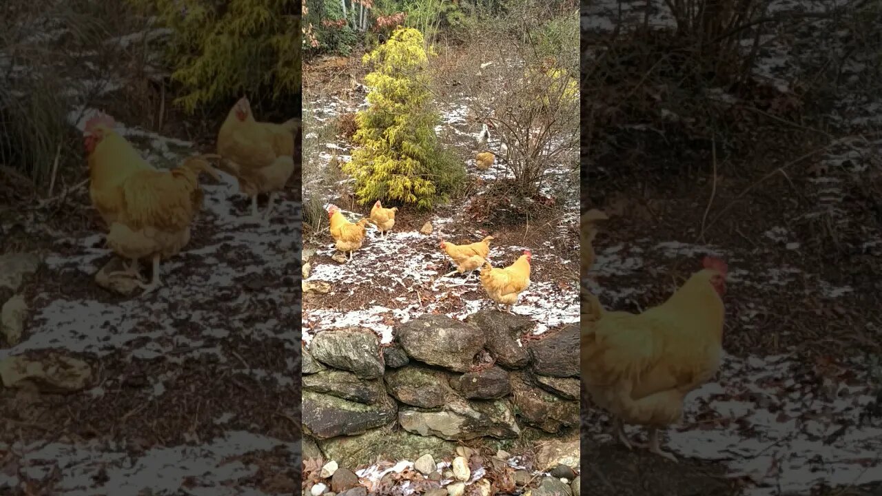 Do chickens need supplemental heat?