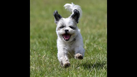 Compilation of cutest and funniest animal moments captured