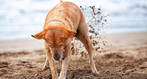 How to Teach Dogs Not To Dig
