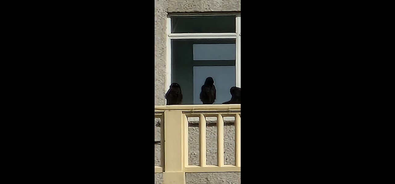 Ravens learning to fly (this video is only for adults).16.02.2022.