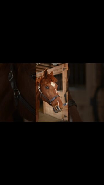 #Shorts #Animal #Horse