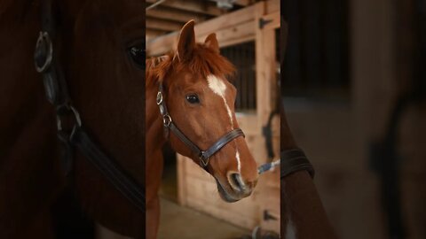 #Shorts #Animal #Horse