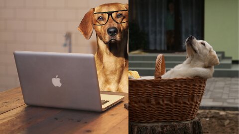 10 Odd Dog Behaviors and What They Mean
