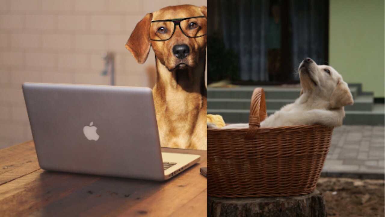10 Odd Dog Behaviors and What They Mean