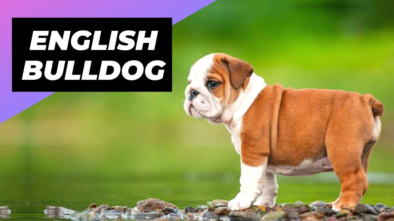 English Bulldog 🐶 One Of The Laziest Dog Breeds In The World #shorts