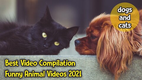 Funniest Dogs and Cats Compilation 2021 - Funny Animals Moments