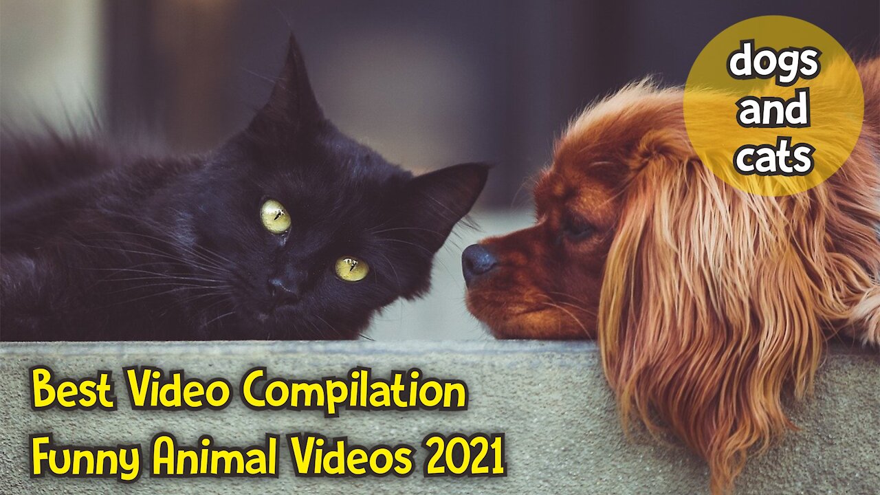 Funniest Dogs and Cats Compilation 2021 - Funny Animals Moments