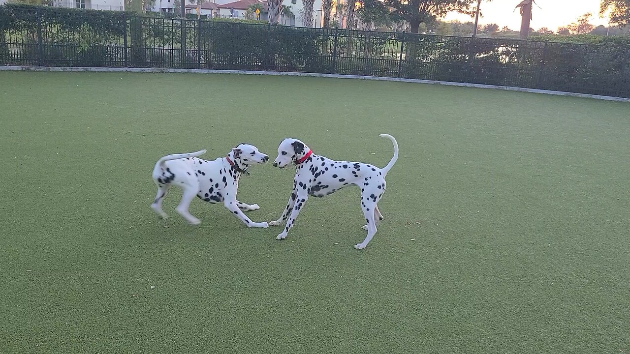 Luna found a friend in Viera FL