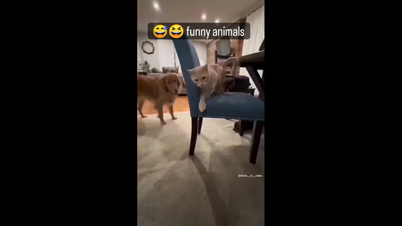 Funny animals and laugh