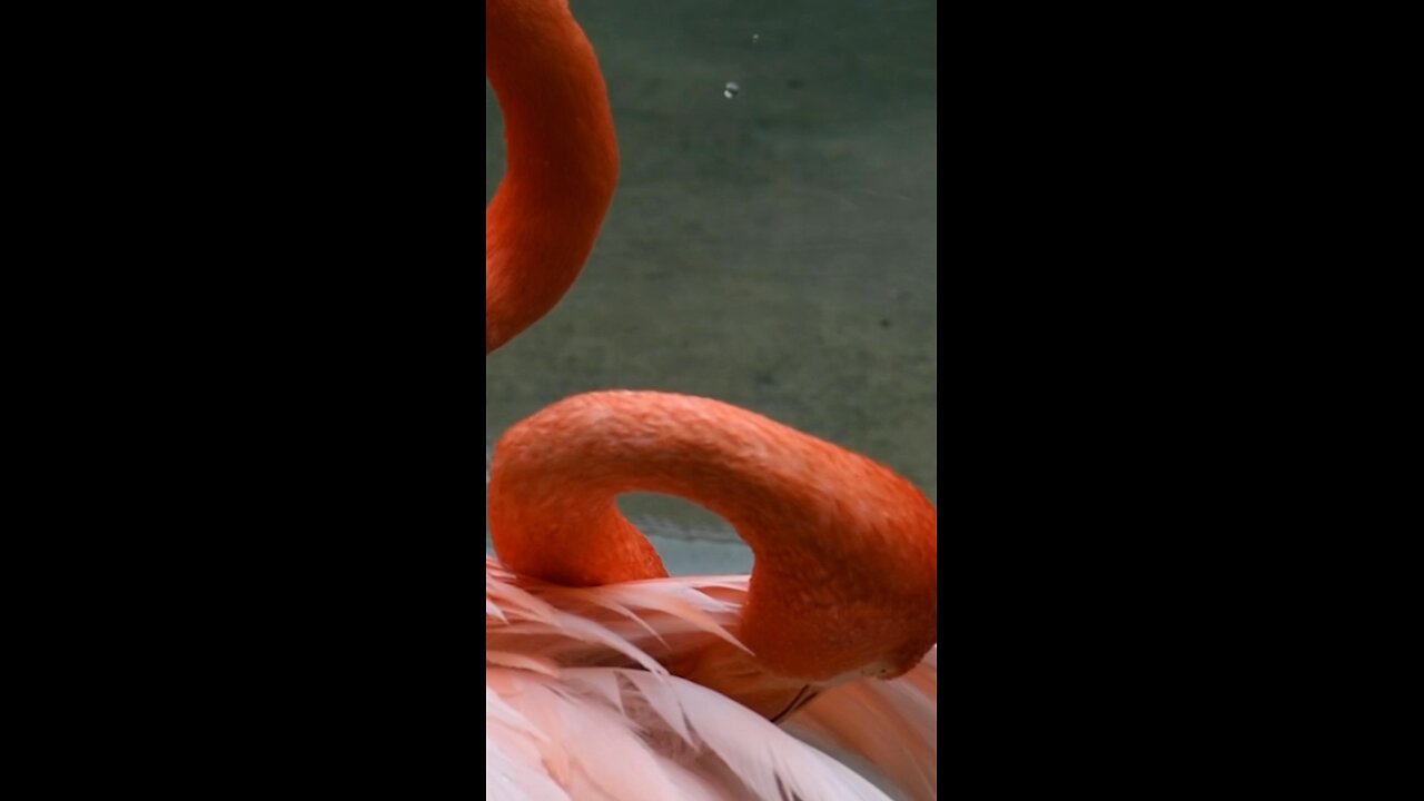 Did you know This is how flamingos get there color!