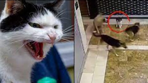 Dog ATTACKS On Cats and Kittens that were the most VIOLENT